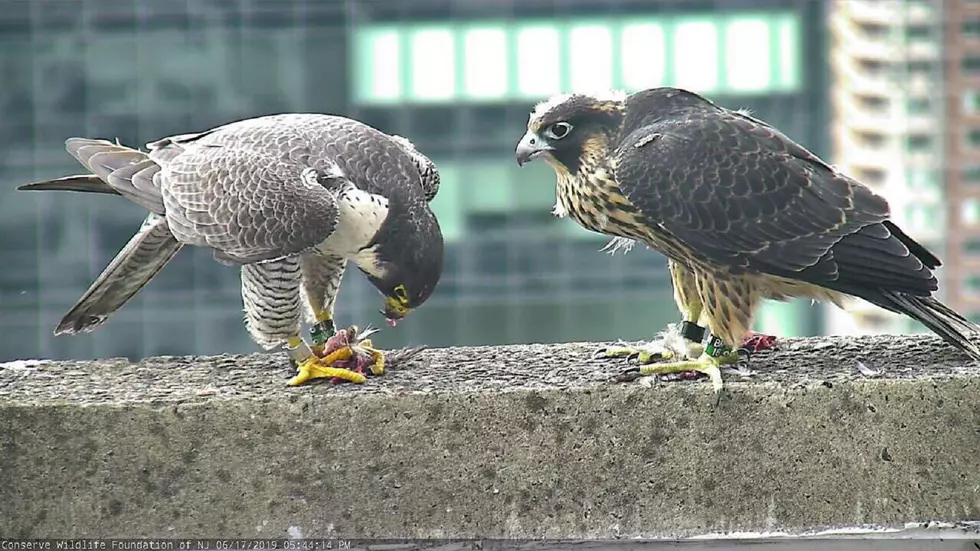 The peregrine falcon comeback: Birds of prey love NJ city life