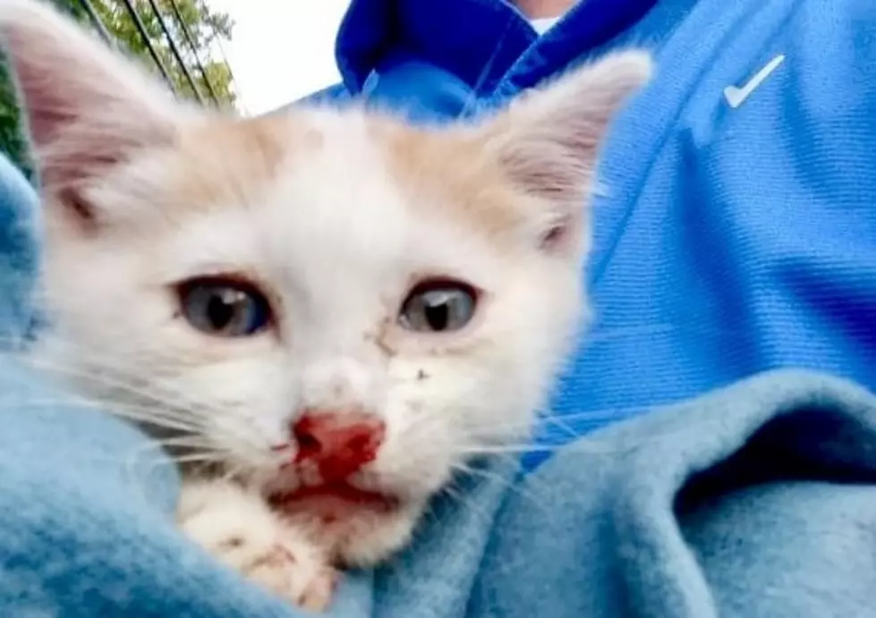 Help Find the People Who Threw Two Kittens From a Car