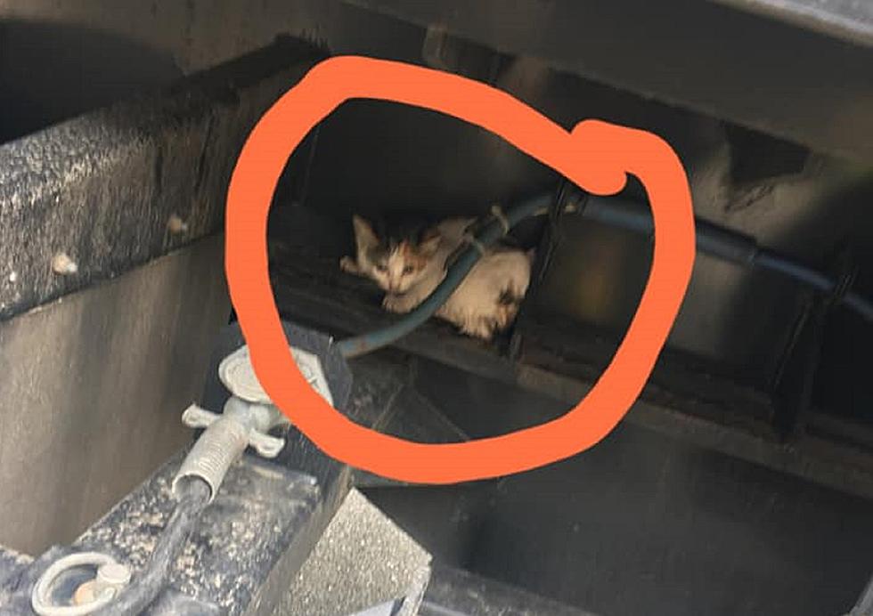 Seen on NJ highway: Kitten hitches ride under truck