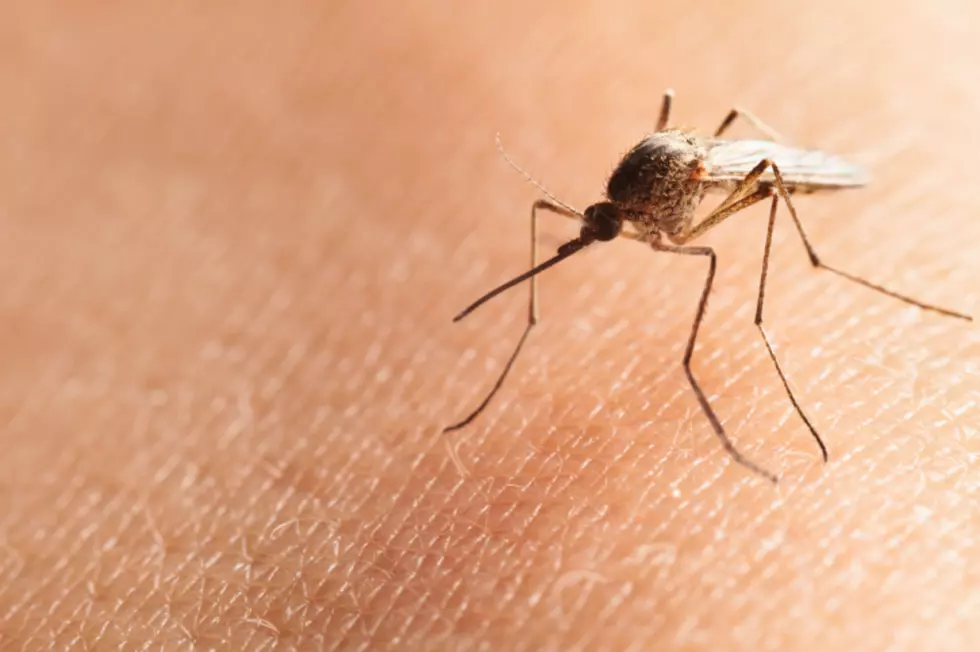 The mosquitoes are coming! Blame the heavy rainfall in NJ