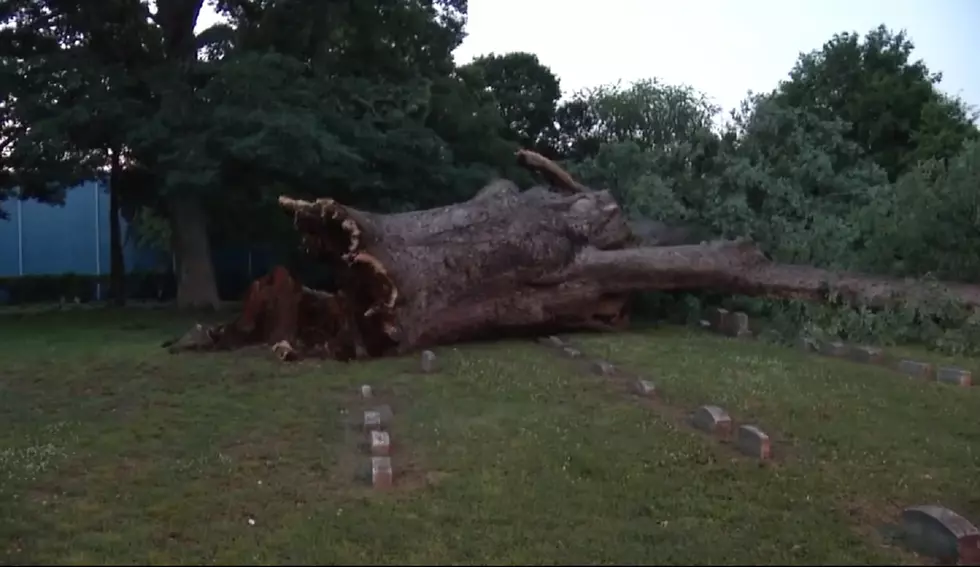 History topples: NJ oak tree guarded since 1681 falls down