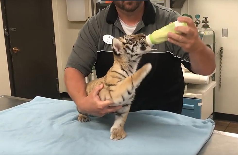 Adorable tiger cub born at Six Flags Great Adventure