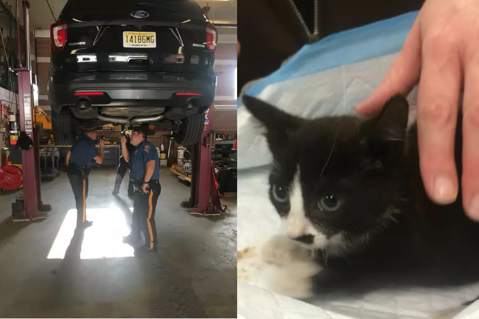 Injured kitten that hid in police SUV is doing well, shelter says