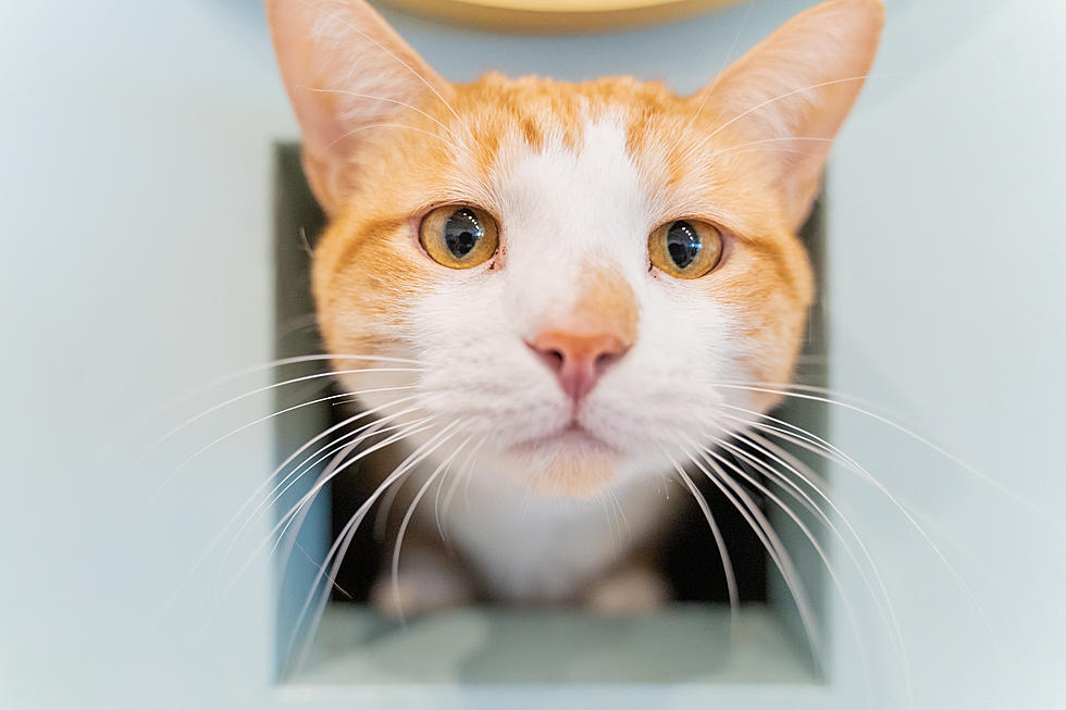 NJ&#8217;s first &#8216;cat cafe&#8217; nears 2-year mark, close to 400 adoptions