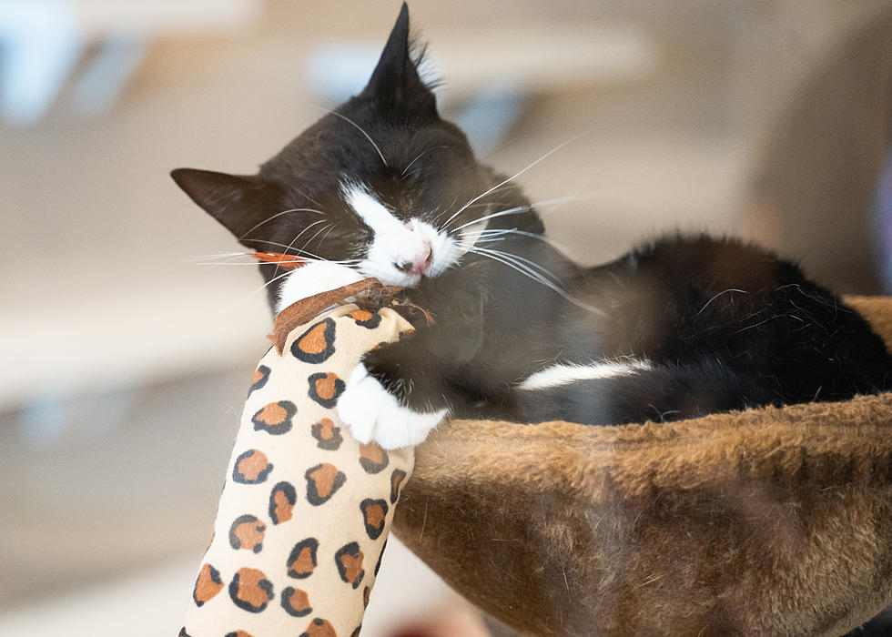 NJ's first 'cat cafe' nears 2-year mark, close to 400 adoptions