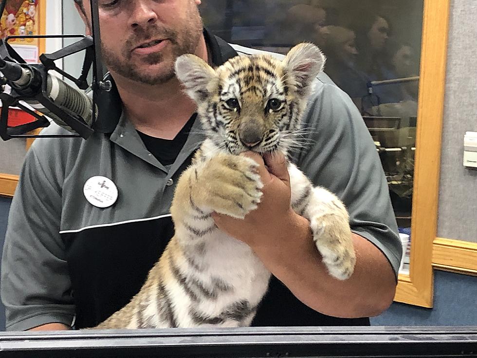 VIDEO: yes, that’s a Siberian Tiger in studio