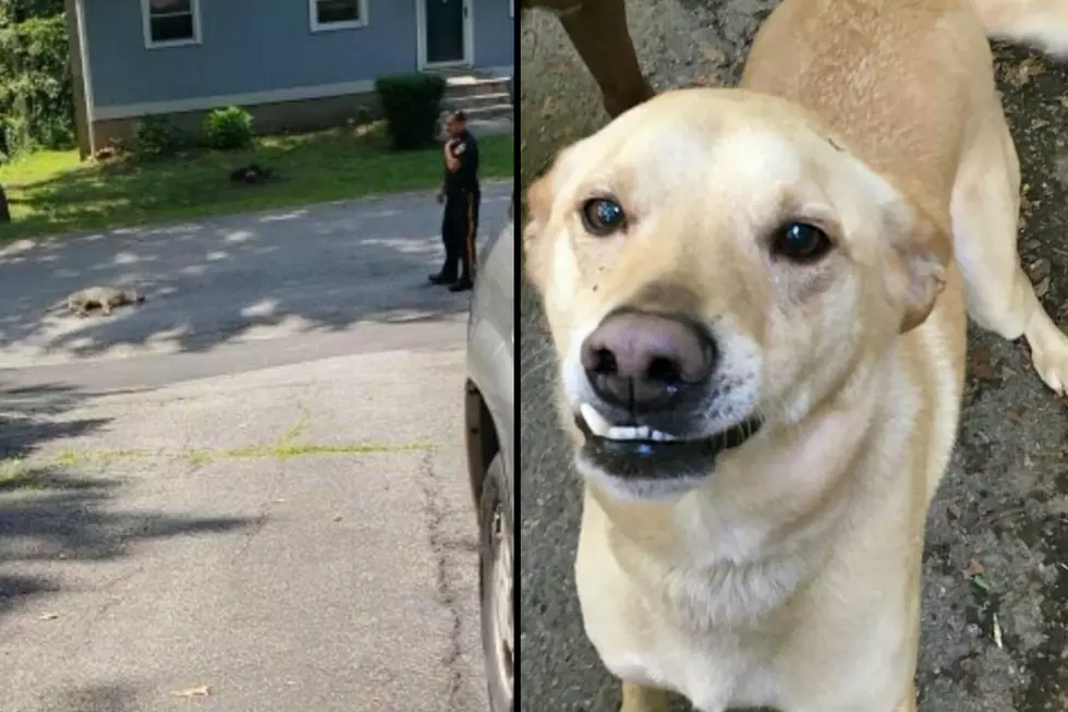 Labrador shot &#038; killed in street by police officer sparks probe