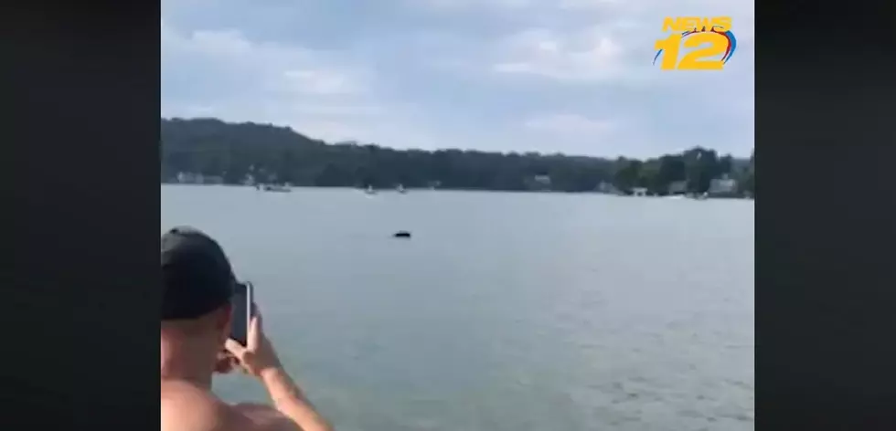 Bear enjoying a swim across Lake Hopatcong caught on video