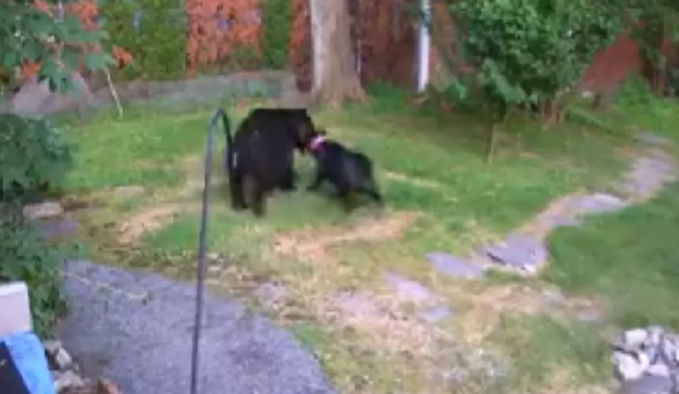 Dog chasing off bear caught on video