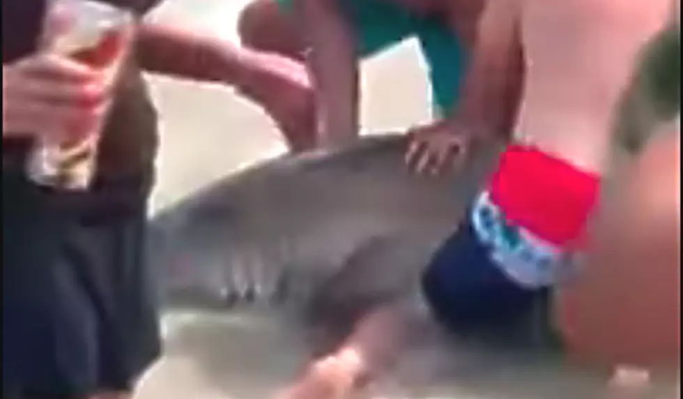 Screams and Squeals as LBI Fishermen Wrangle 7-foot Shark