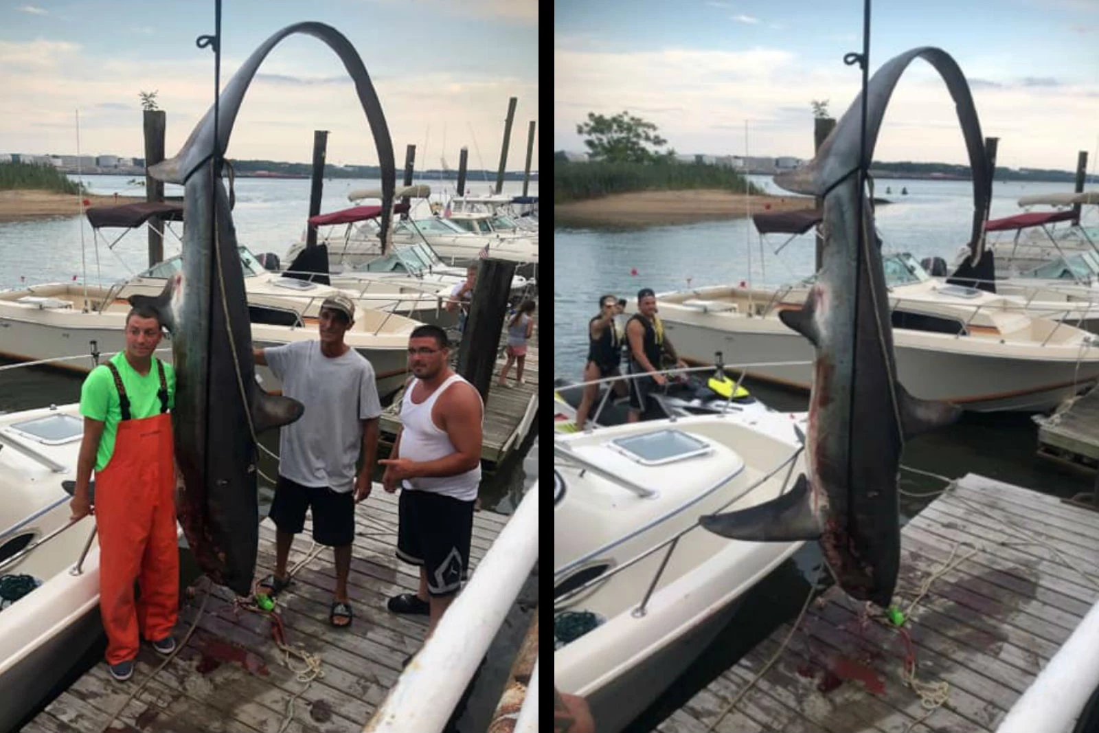 Fishermen Snag 500-pound Shark off Sandy Hook — Holy Mackerel!