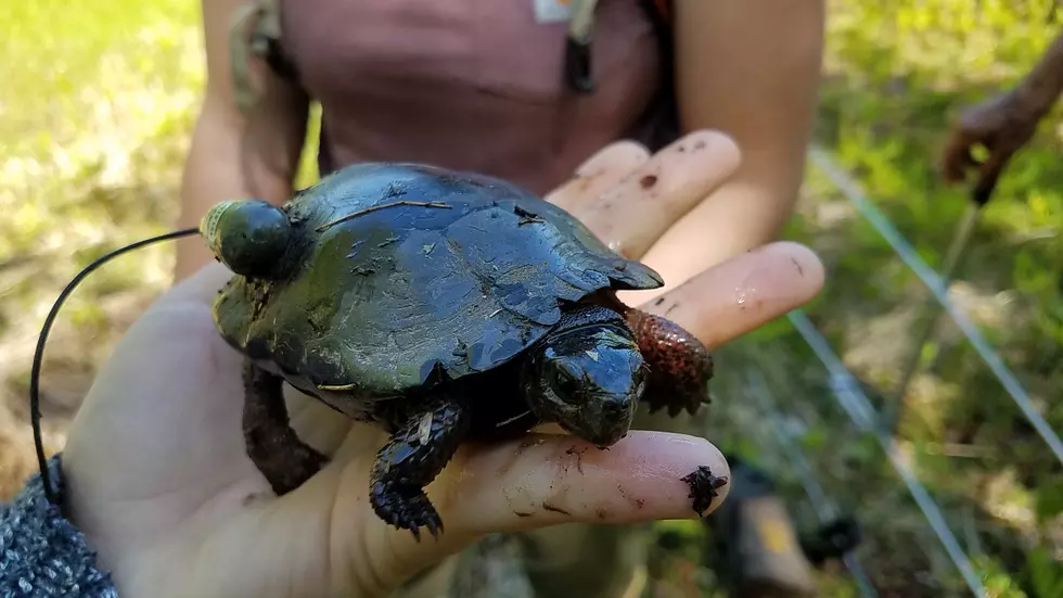 Baby turtles rescued from storm drains: New Jersey university