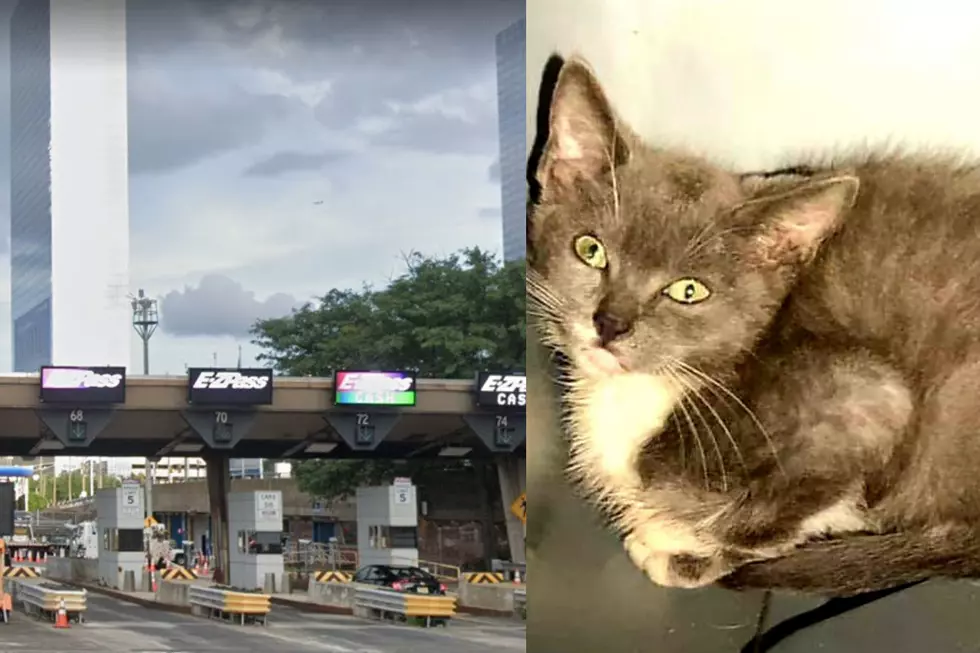 Kitten saved in NJ at GWB toll plaza dubbed ‘Highway’ by cops