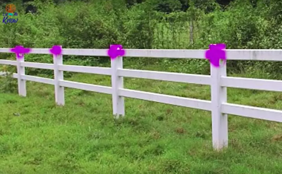 If You See Purple Paint in the Woods Back Off &#8230; But Not in NJ