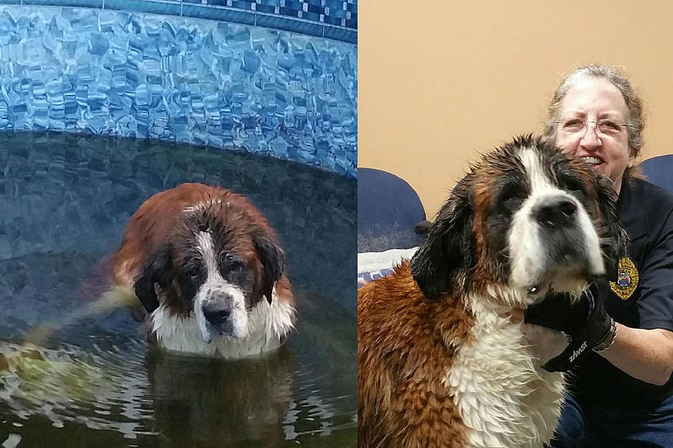St. Bernard rescued from swimming pool in Somerset County