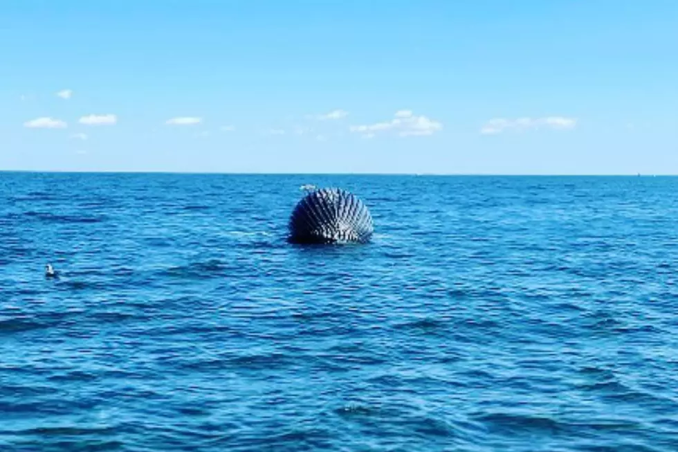 Dead humpback whale washes ashore near nude beach