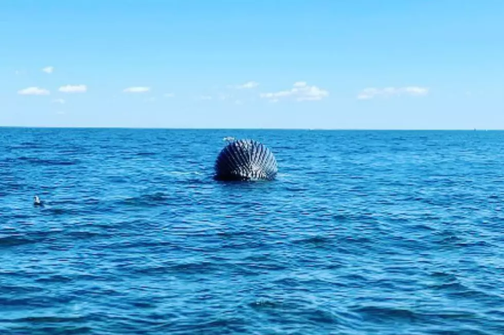 Dead humpback whale washes ashore at Sandy Hook