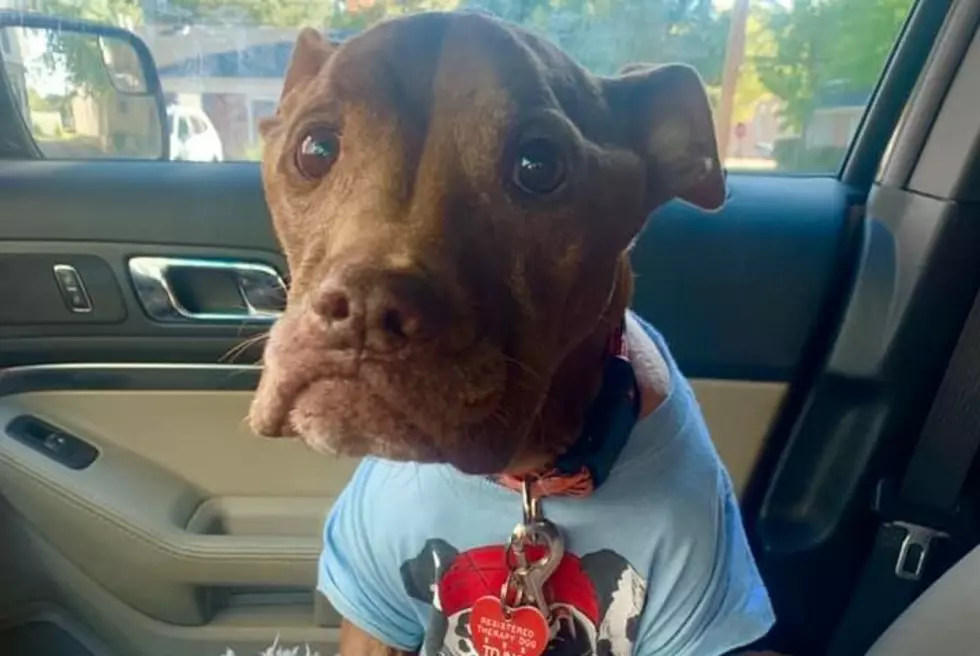 People from all around the world helping NJ pit bull get better
