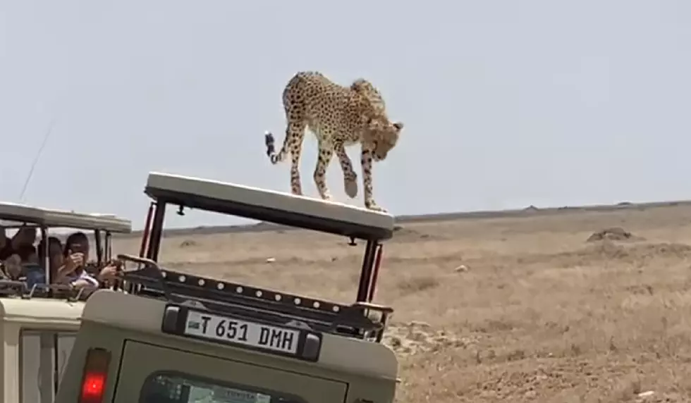 Cheetah takes on safari jeep in NJ woman’s video