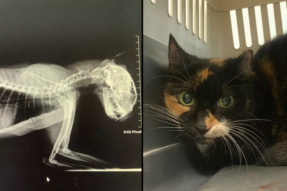 Cat found in NJ dumpster with BB lodged in skull, rescue says