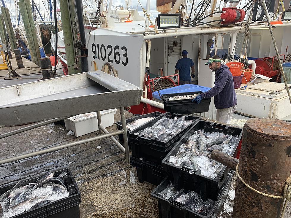 Instead of trashing seafood, NJ helps fishermen feed the hungry