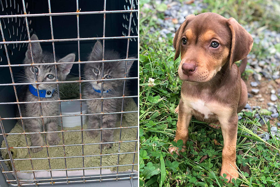 NJ animal shelters help cats & dogs fleeing Hurricane Dorian