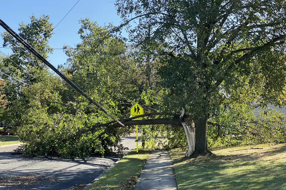 Trees, wires down in Cherry Hill amid downburst, 75 mph wind gust