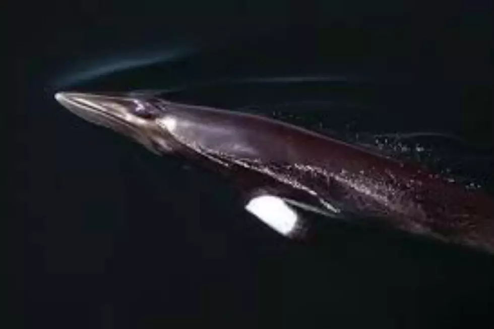 Whale Was Starving to Death on Jersey Shore, then Euthanized, Group Says