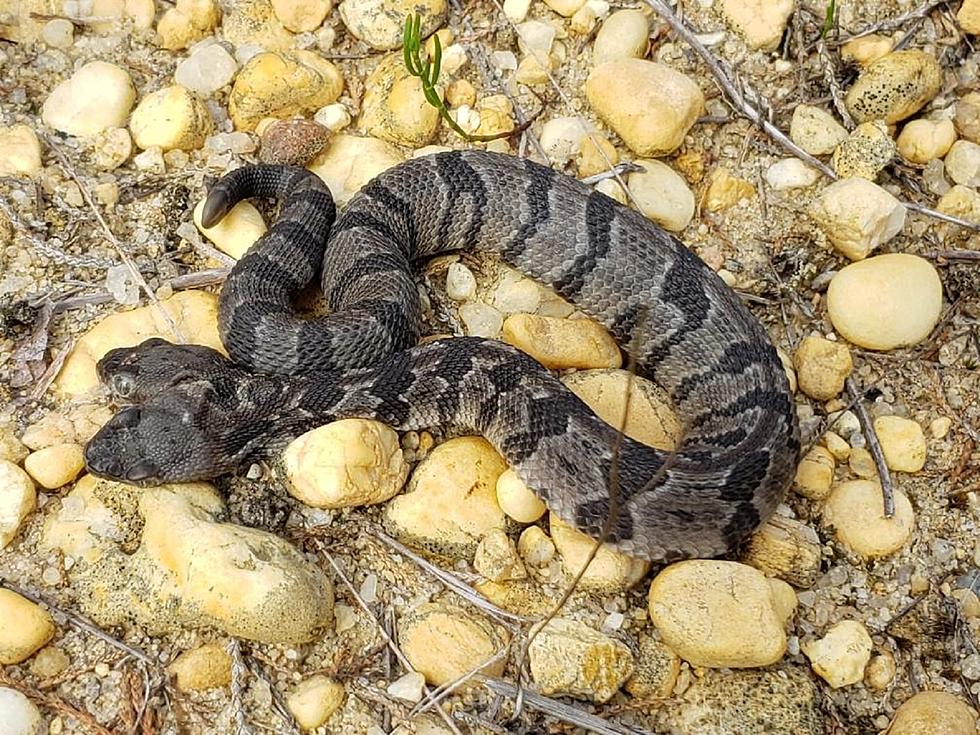 A Rare Two-headed Timber Rattlesnake Has Been Found in NJ