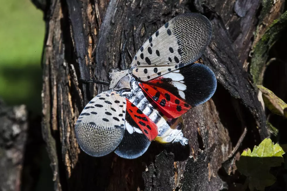 Invasion of the Lanternflies