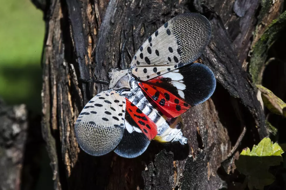 Invasive Lanternfly Infestations Cause Quarantine In 13 New Jersey Counties