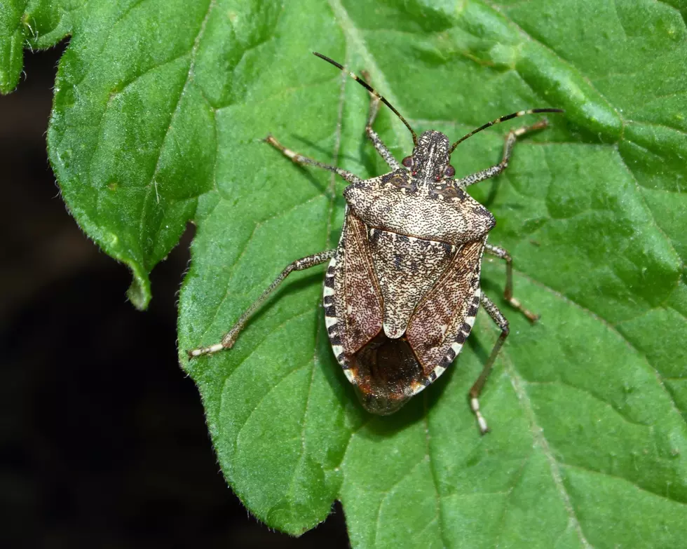Stink bugs are invading NJ homes right now