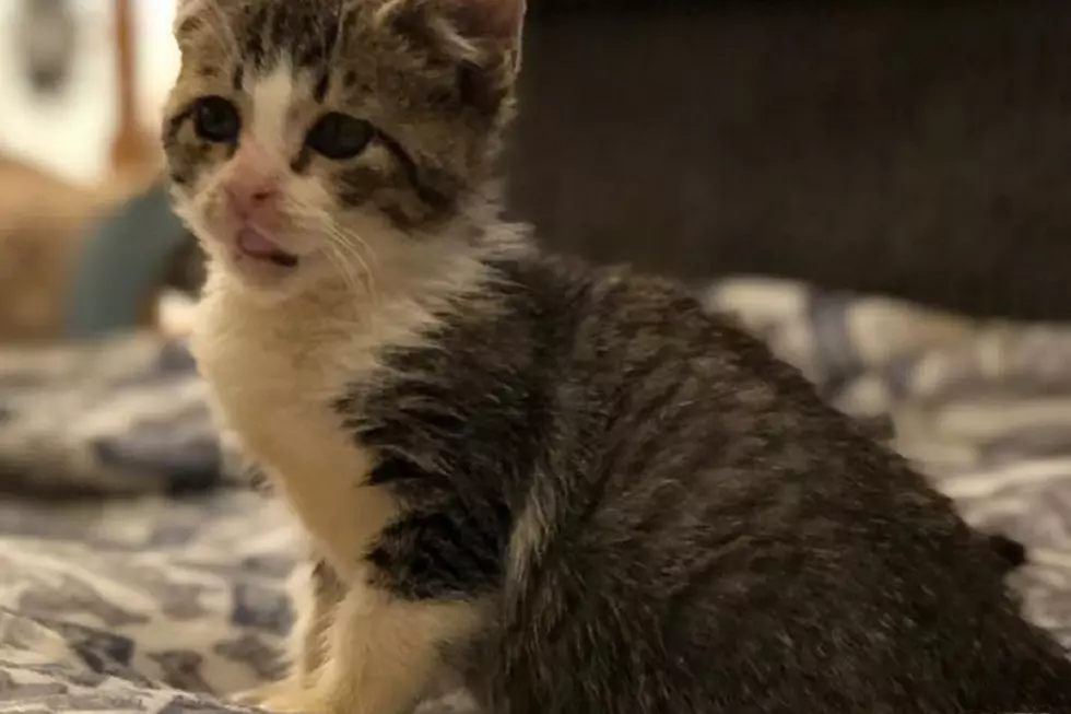 Cops Investigating Children Hurting This Poor Baby Kitten