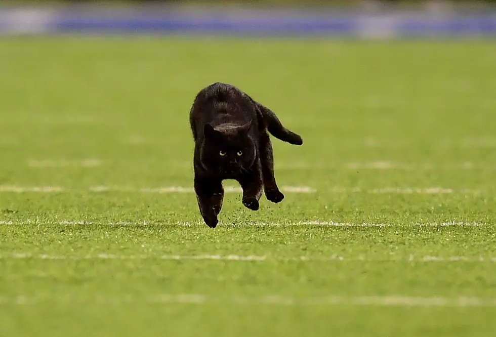 Hear hysterical call when black cat runs on field at Giants game