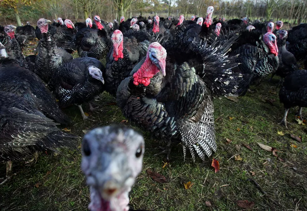 Spadea's solution to Jersey's wild turkey problem