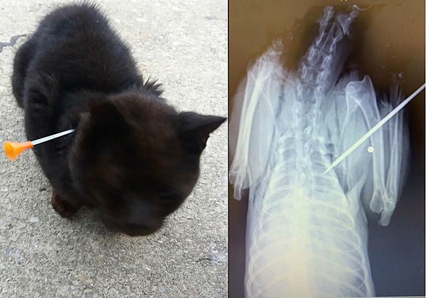 NJ animal sanctuary has black cat hit with blow dart on Halloween