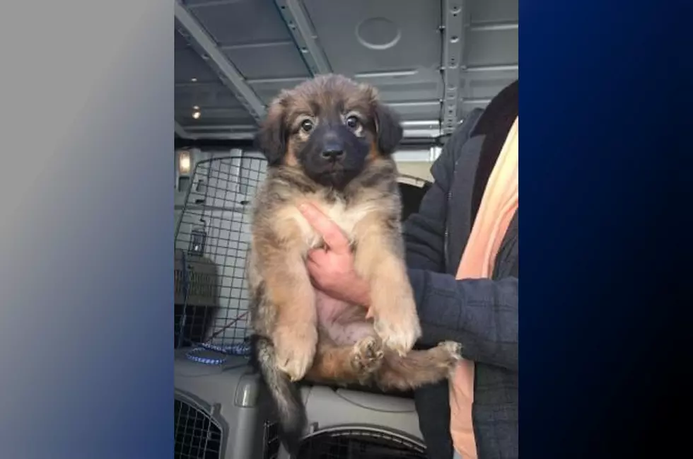 Someone stole this 12-week-old puppy from NJ shelter, cops say