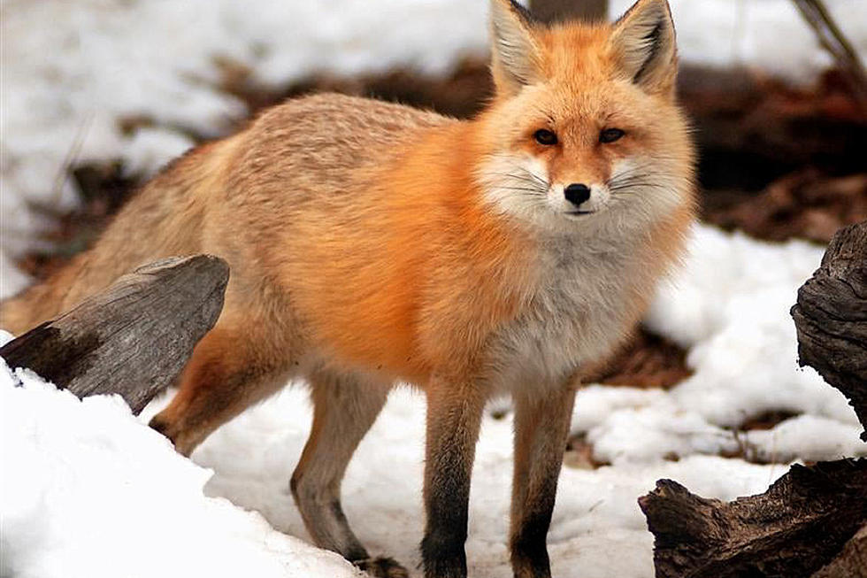 Red fox killed near NJ train station after attacking 5 people