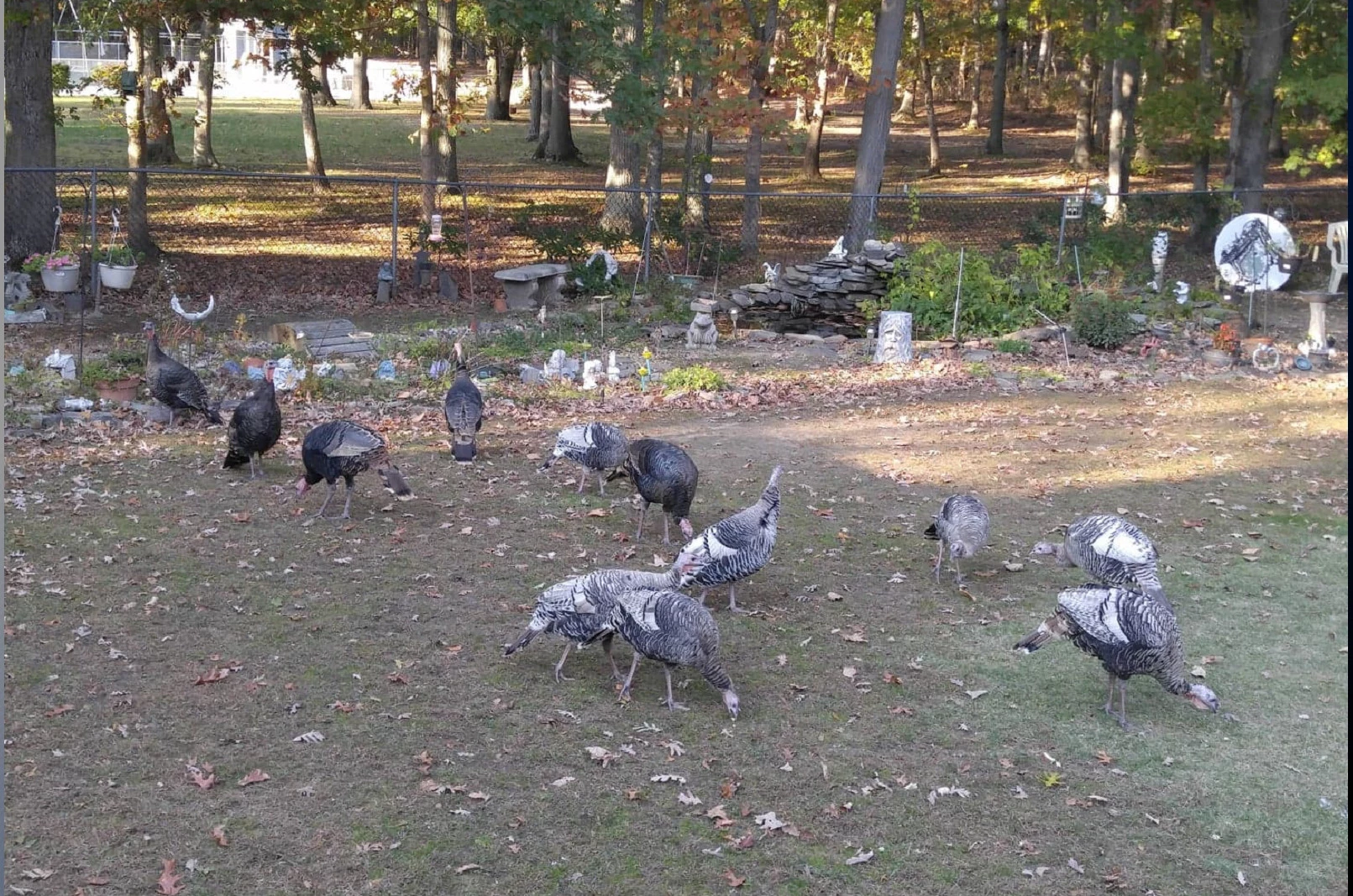 Todd Frazier: I'm being terrorized by Toms River turkeys