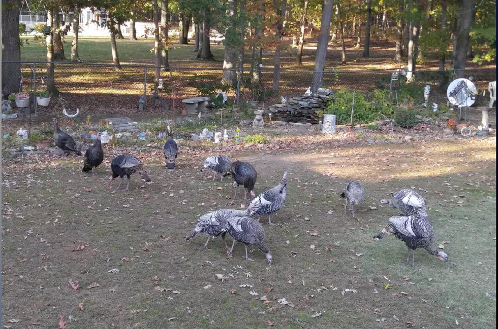Todd Frazier: I’m being terrorized, threatened by Toms River turkeys