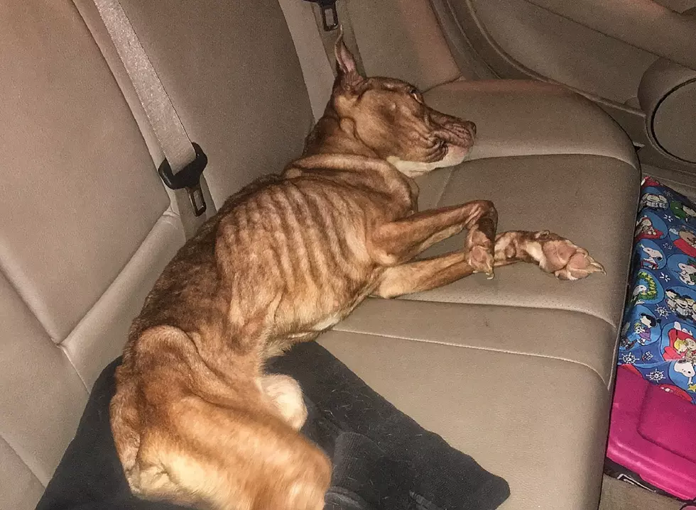 Reese, an emaciated dog found on a Paterson street