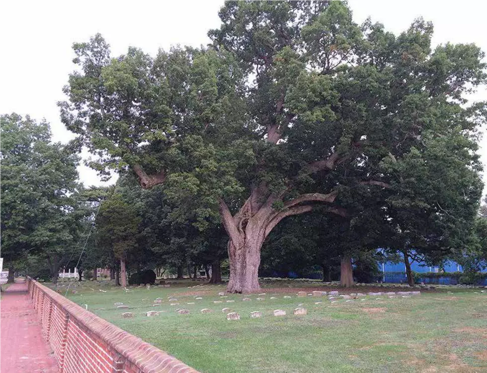 This iconic tree toppled over. Now every NJ town will have its own