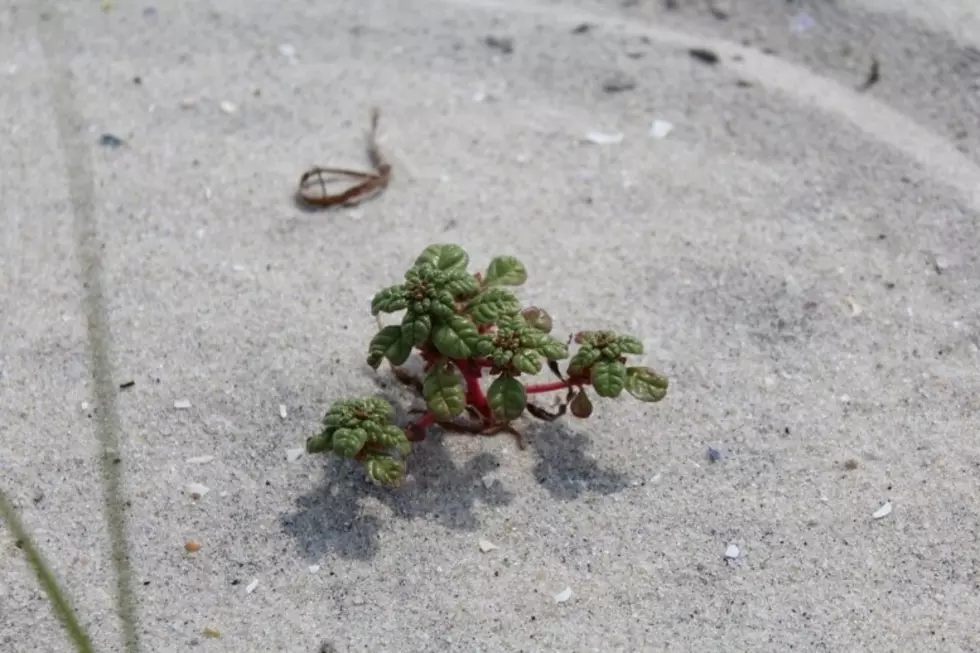 Once considered ‘lost,’ beach plant making big comeback in NJ