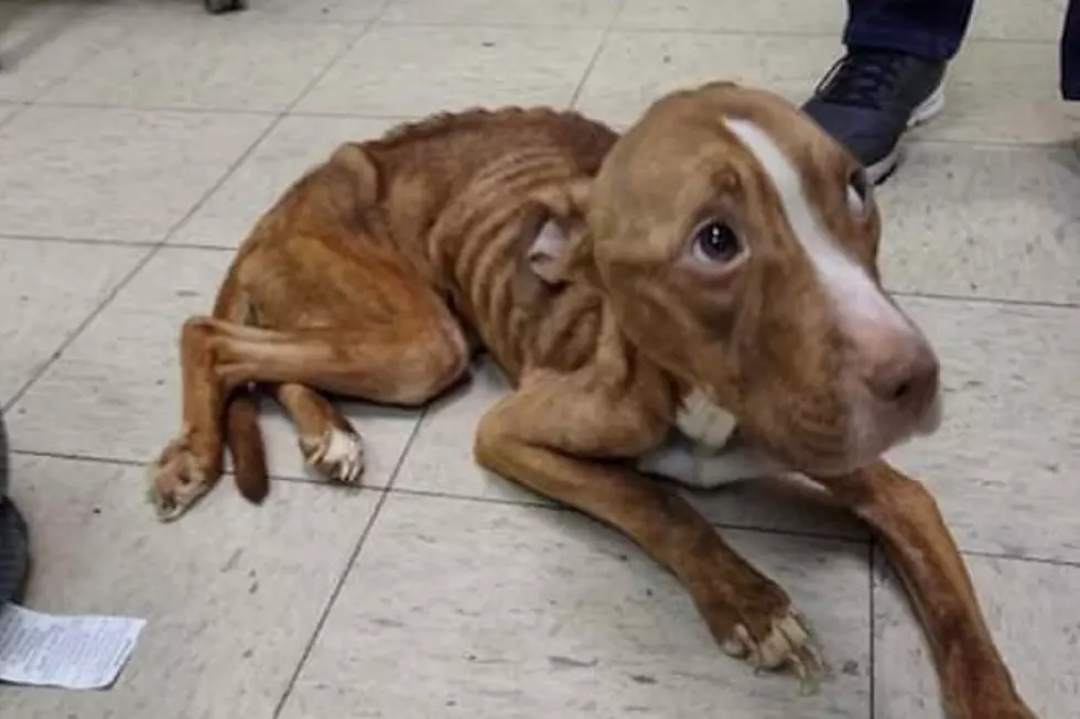 Dog weighing only 17 pounds rescued in Paterson, shelter says