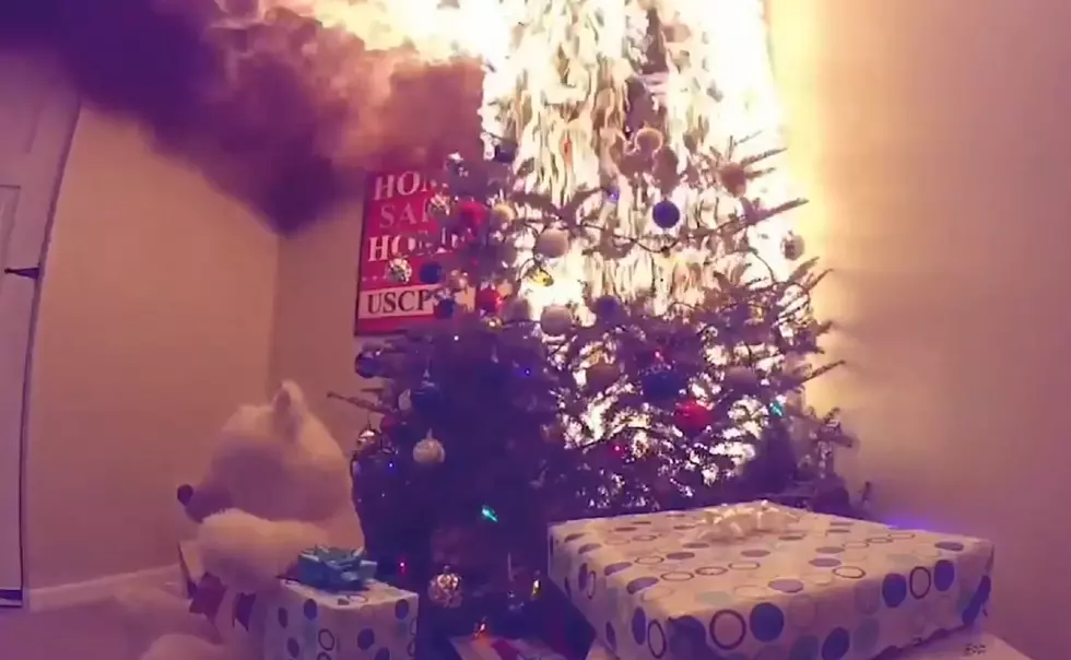 Watch how frighteningly fast a Christmas tree can catch fire
