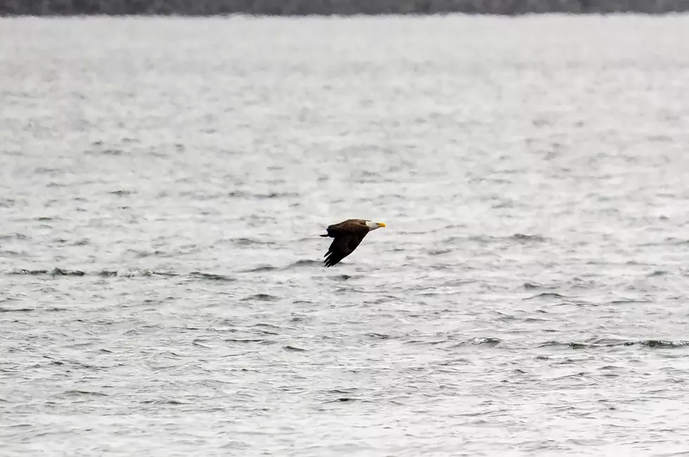 Doyle finally photographs a bald eagle in New Jersey