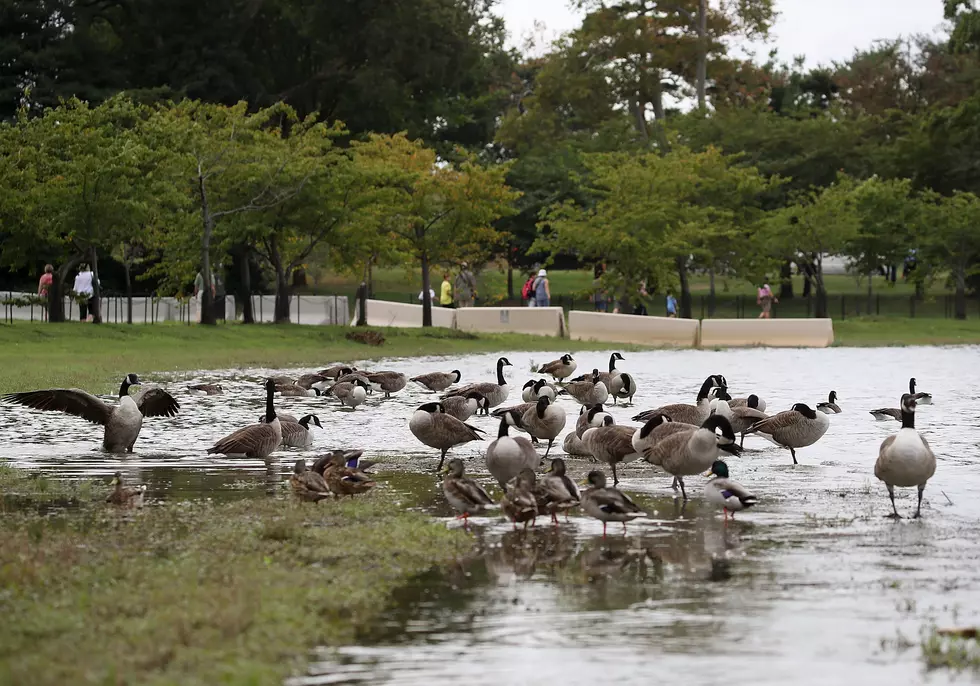 Time to deal with NJ’s Canada goose problem