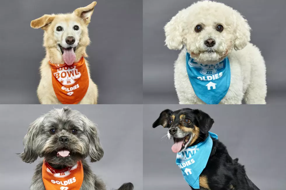 NJ rescue dogs up for adoption star in Animal Planet&#8217;s &#8216;Dog Bowl&#8217;