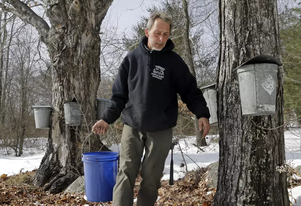 Have red maple trees? Stockton wants to help you produce syrup
