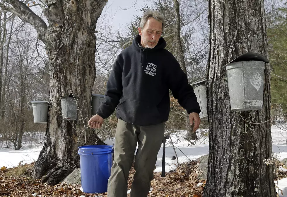 Have Red Maple Trees? Stockton Wants to Help You Produce Syrup